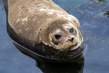 Fluffy brown baby seal is laying on the rock in the sea.