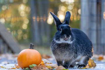 Rabbit on deck fall scene with pumpkin Autumn leaves and golden bokeh 