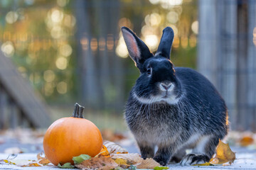 Rabbit on deck fall scene with pumpkin Autumn leaves and golden bokeh 