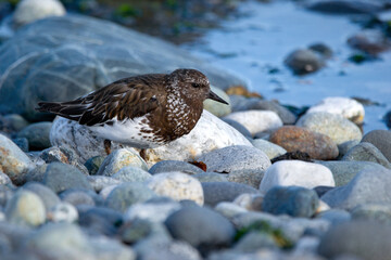 Black turnstone shore bird is resting on rocky seashore.