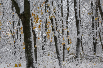 Obraz premium Winter Landscape of South Park in city of Sofia, Bulgaria