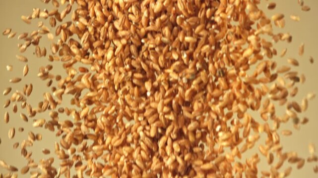 Wheat grains fall on a light background. Filmed on a high-speed camera at 1000 fps. High quality FullHD footage
