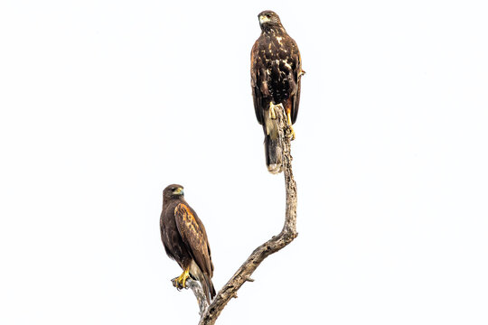Casal de Gavi&atilde;o asa de telha (Parabuteo unicinctus) pousado em um galho seco de &aacute;rvore