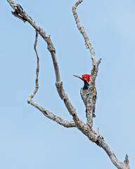 Pica pau de topete vermelho macho (Campephilus melanoleucos) subindo em um galho seco