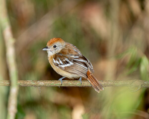 Choca do planalto fêmea (Thamnophilus pelzelni) pousado em um galho mostrando suas lindas cores