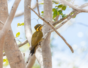 Pica pau dourado escuro fêmea (Piculus chrysochloros) descansando após a alimentação