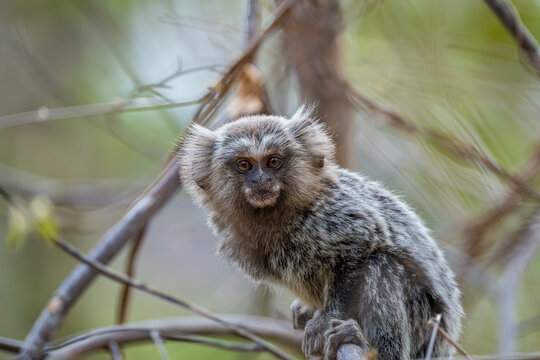 Filhote de sagui de tufo branco (Callithrix jacchus) curioso olhando