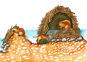 Hand-painted watercolor illustration of beavers building a lodge on the water (dam), showing the interior. Perfect for educational materials, field guides, children’s books, and nature prints. © urr_illustration