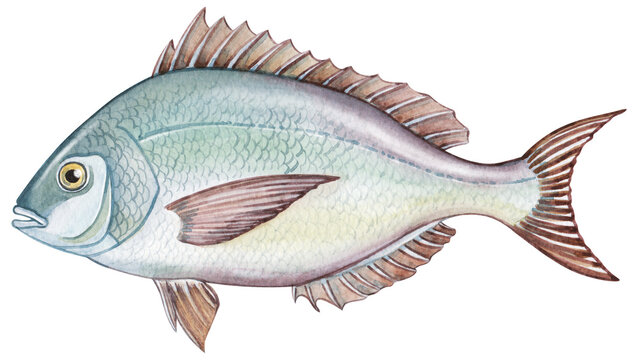 Hand-painted watercolor illustration of a Scup fish. Detailed and realistic artwork suitable for textbooks, educational materials, posters, and marine life prints.