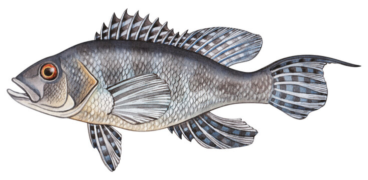 Hand-painted watercolor illustration of a Black Sea Bass. Realistic and detailed artwork perfect for educational guides, field guides, posters, and wildlife-themed prints.