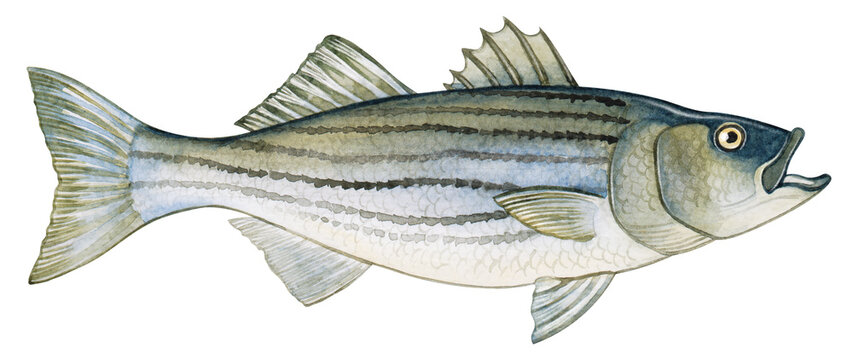 Hand-painted watercolor illustration of an Atlantic Striped Bass. Detailed and realistic artwork ideal for educational guides, field guides, posters, and wildlife prints.