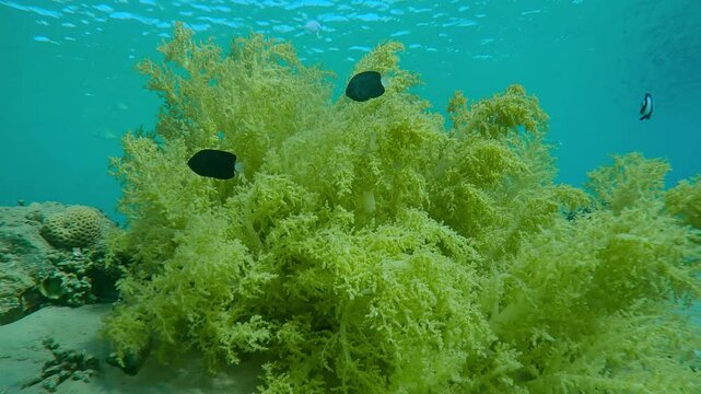 Yellow Broccoli or Broccoli Soft coral, Litophyton arboreum on sandy seabed in shallow water, tropical fish swim around coral on bright sunny day, Slow motion, Low-angle shot