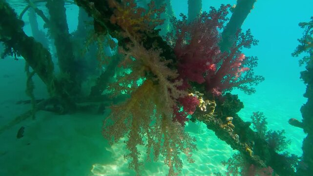 Approaching to colorful soft corals hang in clusters from support of dock on brightly sunny day in sunbeams, Slow motion of Soft Coral Dendronephthya hangs in from pier on sunrays