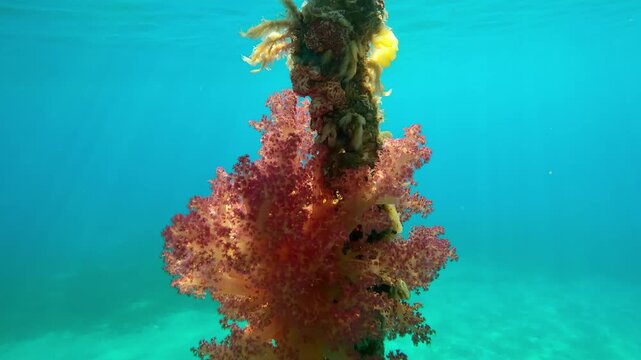 Camera moves up along chain covered with shellfish and beautiful soft corals in bright sunlight, Backlit, Slow motion of Soft Coral Dendronephthya growing on hanging chain
