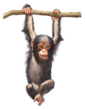 Watercolor illustration of a baby chimpanzee hanging on a branch. Ideal for nursery prints, children&rsquo;s books, posters, and educational wildlife materials.