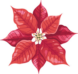 Obraz premium Poinsettia flower illustration, red bracts, holiday plant, Christmas bloom, seasonal decor, festive foliage, winter botany, decorative floral vector, vibrant petals