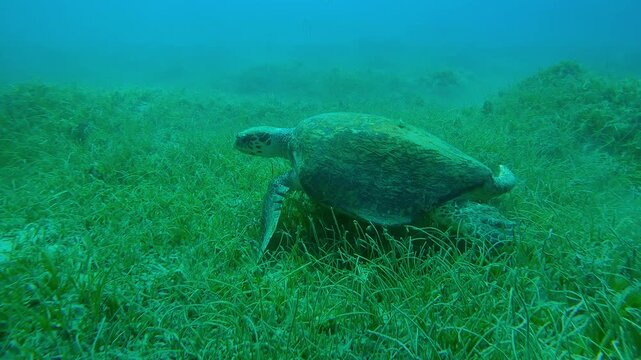 Close up of very old male Hawksbill Sea Turtle, Eretmochelys imbricata with twisted shell walks on flippers on seagrass bed covered with green Noodle sea grass, Slow motion