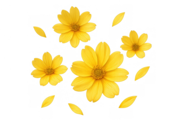 Yellow flowers and petals falling, scattering on transparent background, symbolizing nature, spring, and vibrant summer