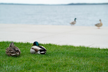 Vibrant wildlife shot of a multiple mallard ducks near a lake, emphasizing the color of the...