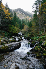 Wild Balea River flowing through dense forest on route to Balea Waterfall in Fagaras Mountains. Transfagarasan Highway, Romania. Travel concept.
