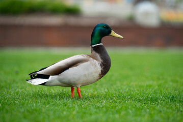 Obraz premium A calm outdoor moment showing a mallard drake among fresh greenery, captured with clear detail, balanced tones, and a clean backdrop. good for nature scenes. duck is seen at side profile