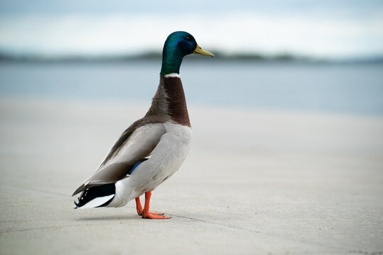A sharp, bright image of a male mallard duck looking away serenely set against an open, airy background, offering clean composition and strong nature-focused appeal