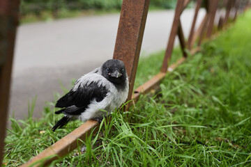 Bird examines surroundings, Young crow surveys urban scene