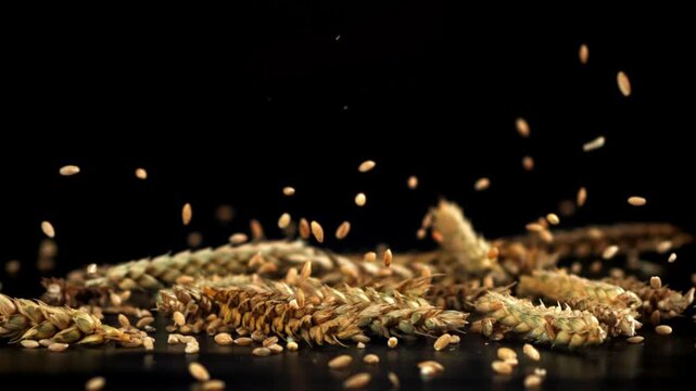 Wheat grains fall on the table. Filmed on a high-speed camera at 1000 fps. High quality FullHD footage