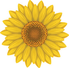 Fototapeta premium sunflower isolated on white background