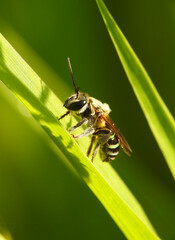 A close up of a Nomia sp. bee reveals its metallic sheen and intricate facial textures, capturing a tiny pollinator frozen in brilliant, shimmering detail
