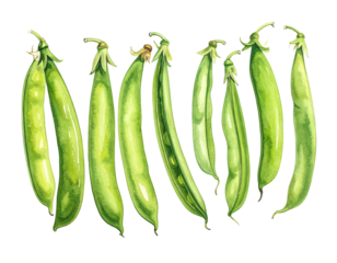 Watercolor depiction of fresh green pea pods arranged in a row against a black backdrop