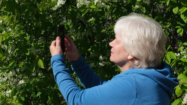 Senior woman holding smartphone and taking pictures of the spring blossoms, fragrant flowers. She loves taking pictures of the beautiful scenery