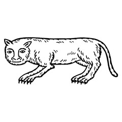 Medieval funny long-bodied cat illustration – weird stretched feline creature in manuscript style, hand-drawn vintage line art, quirky historical medieval animal drawing