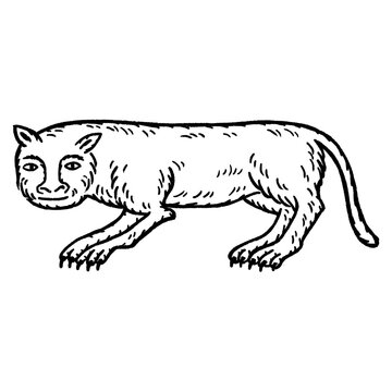 Medieval funny long-bodied cat illustration &ndash; weird stretched feline creature in manuscript style, hand-drawn vintage line art, quirky historical medieval animal drawing
