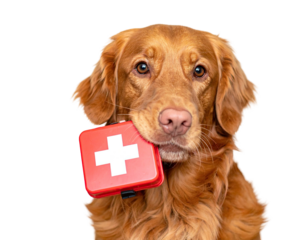 A fluffy, brown dog holds a red first aid kit with a white cross in its mouth