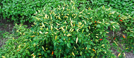 Chili Pepper Plant with Fresh Red Peppers