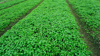 Young Spinach Sprouts in Vegetable Farm