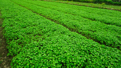 Young Spinach Sprouts in Vegetable Farm