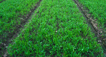 Organic Water Spinach (Kangkong) Leaves in Natural Light