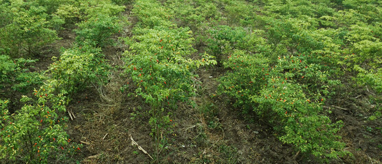 Chili Pepper Plant with Fresh Red Peppers