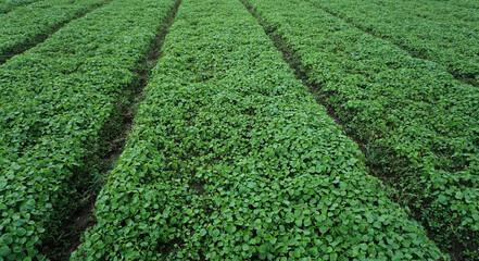 Young Spinach Sprouts in Vegetable Farm