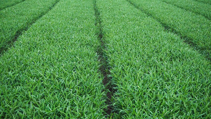Organic Water Spinach (Kangkong) Leaves in Natural Light