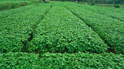 Young Spinach Sprouts in Vegetable Farm