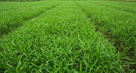 Organic Water Spinach (Kangkong) Leaves in Natural Light