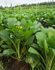 Healthy Mustard Green Leaves in Natural Sunlight