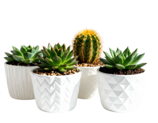 Group of potted succulent plants of various types, in front of a contrasting black background