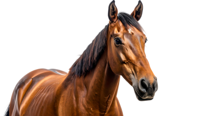 Brown horse headshot against a black background, left-facing view