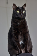 Obraz premium A sleek black cat rests confidently, its bright yellow eyes focused and alert against a soft background.