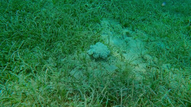 Camera moves closer to Upside Down Jellyfish, Cassiopea andromeda sits on seagrass meadow covered with Noodle sea grass, Syringodium isoetifolium, Slow motion