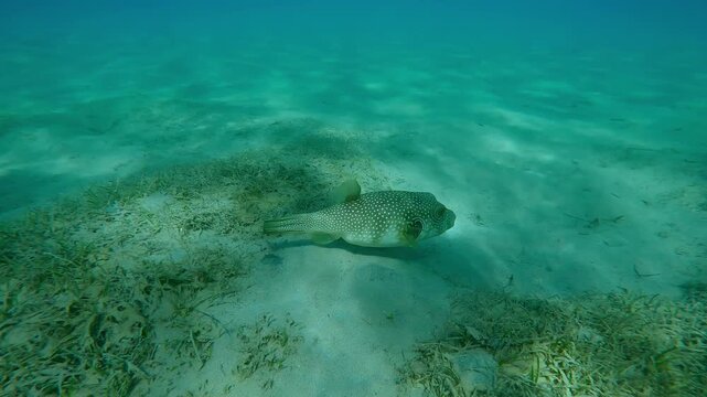 Pufferfish swims over sandy-silty seabed covered with green sea grass in sunlight, Slow motion of Broadbarred Toadfish or White-spotted puffer, Arothron hispidus
